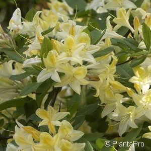 Rhododendron (Mollis Azalee)gelb