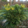 Mahonia media (x)'Winter Sun'