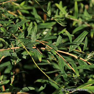 Buddleja alternifolia