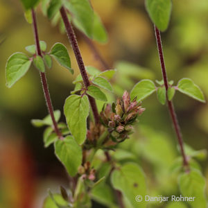 Origanum vulgare