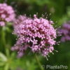 Phuopsis stylosa'Purpurea'