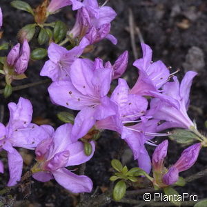 Rhododendron (Japanische Azalee)'Geisha Purple'