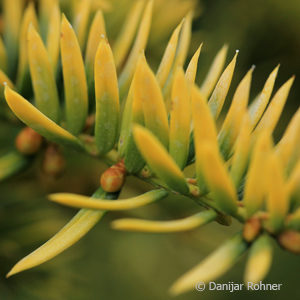 Taxus baccata'Semperaurea'