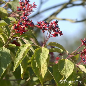 Clerodendrum trichotomum