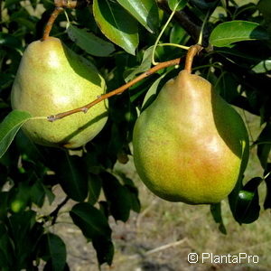 Pyrus (Birne)'Gute Luise von Avranches'