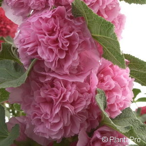 Alcea rosea'Pleniflora' rosa