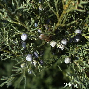 Juniperus virginiana'Hetz'