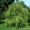 Salix sepulcralis (x)'Erythroflexuosa'