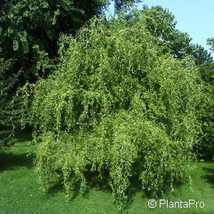 Salix sepulcralis (x)'Erythroflexuosa'
