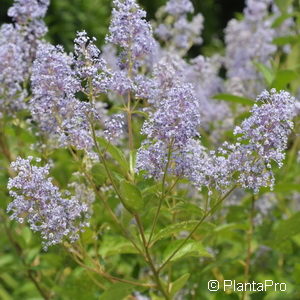 Ceanothus delilianus (x)'Gloire de Versailles'