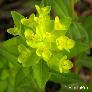 Euphorbia palustris