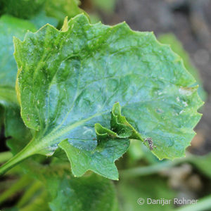 Doronicum orientale