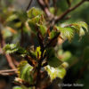 Fagus sylvatica