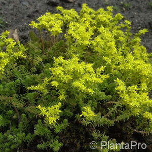 Sedum sexangulare