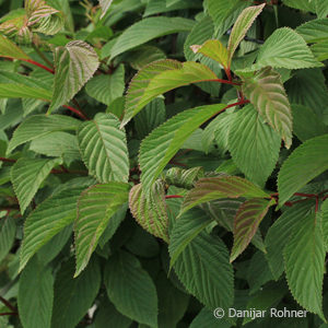 Viburnum bodnantense (x)'Dawn'