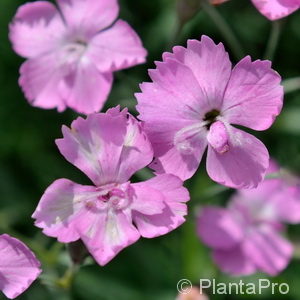 Dianthus gratianopolitanusrosa