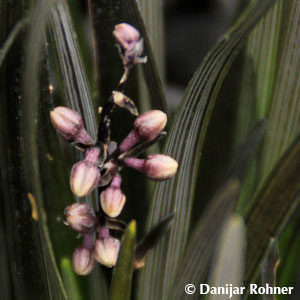 Ophiopogon planiscapus'Black Dragon'