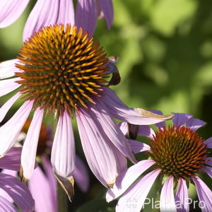 Echinacea purpurea