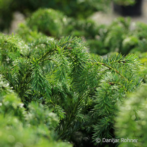 Taxus baccata'Repandens'