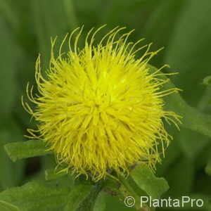 Centaurea macrocephala