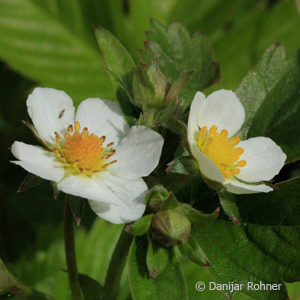 Fragaria vesca