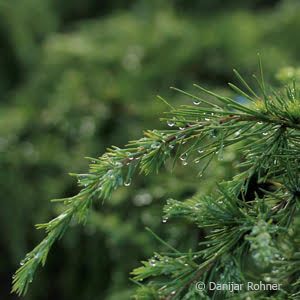 Cedrus deodara'Feeling Blue'