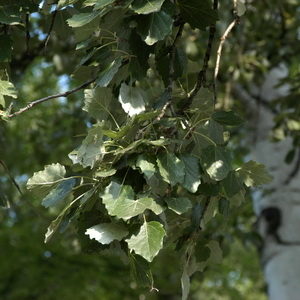 Populus tremula