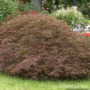 Acer palmatum'Ornatum'