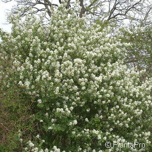 Amelanchier pumila