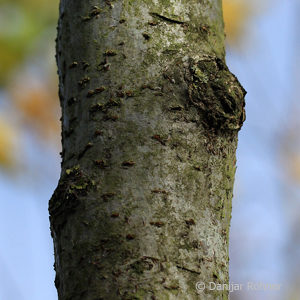 Crataegus lavalleei (x)