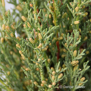 Cupressus sempervirens'Stricta'