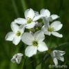 Cardamine trifolia