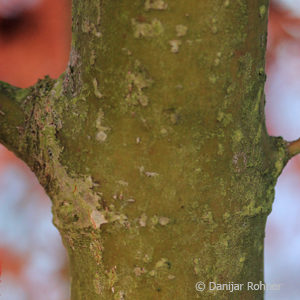 Acer palmatum