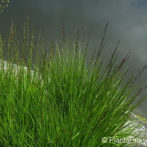 Molinia caerulea'Moorhexe'