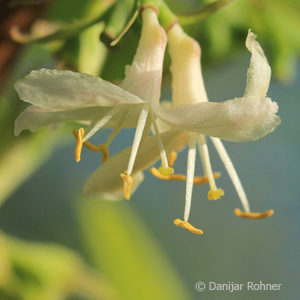 Lonicera purpusii (x)