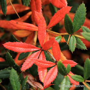 Berberis julianae