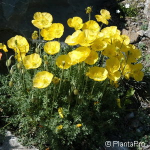 Papaver alpinum