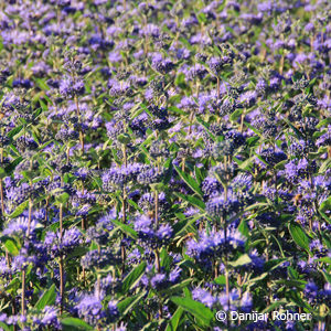 Caryopteris clandonensis (x)'Heavenly Blue'