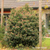Viburnum tinus