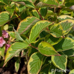 Weigela florida'Nana Variegata'