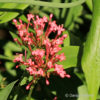 Centranthus ruber'Coccineus'