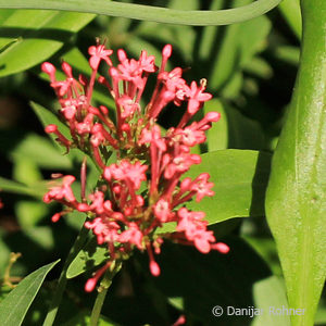 Centranthus ruber'Coccineus'