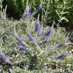 Veronica incana'Sella'