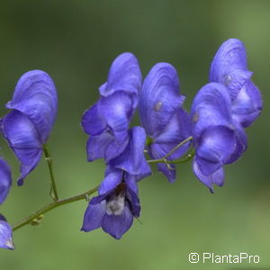 Aconitum napellus