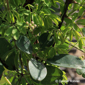 Akebia quinata