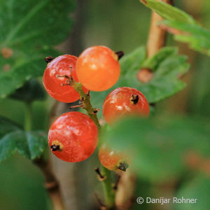 Ribes alpinum'Schmidt'