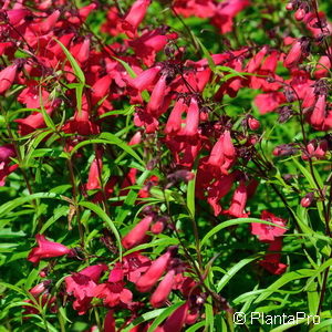 Penstemon'Schoenholzeri'