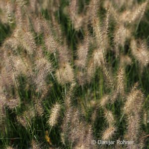 Pennisetum alopecuroides'Hameln'