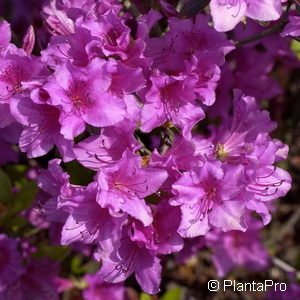 Rhododendron (Japanische Azalee)'Blaue Donau'