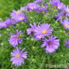 Aster (Dumosus-Gruppe)'Blaue Lagune'